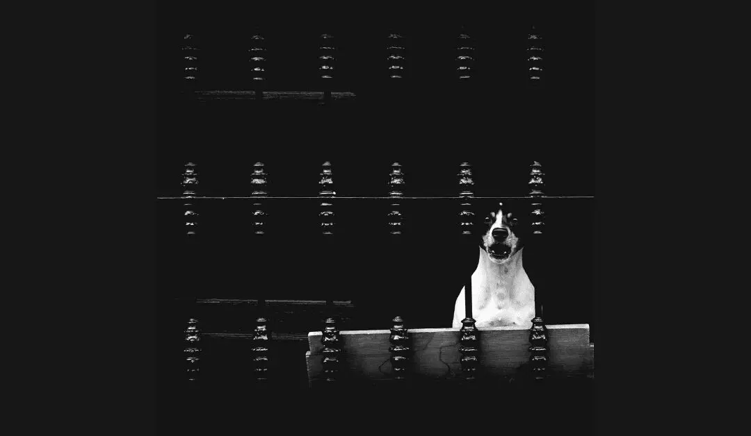 What to do when your neighbour’s pet becomes a pet peeve
